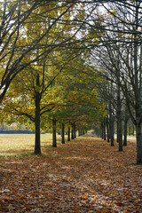 Allee in der Bergbaufolgelandschaft in Brandenburg