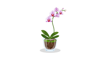Elegant pink phalaenopsis orchid in glass pot.