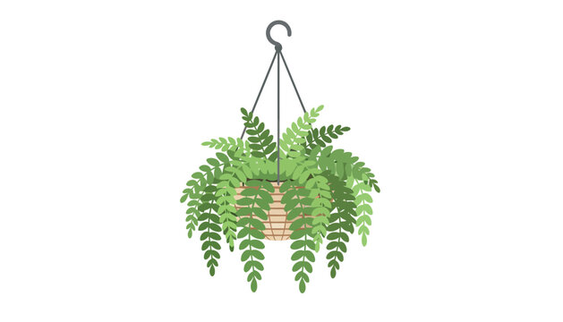 Lush hanging fern in woven basket planter.