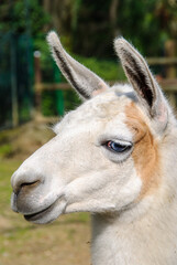 Naklejka premium A close-up portrait of a lama with white and tan fur, upright ears, and bright blue eyes, standing outdoors in natural light.