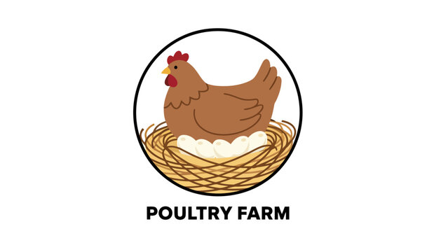 Chicken on a nest at a poultry farm.