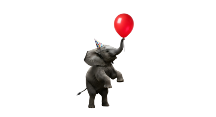 Adorable baby elephant calf playing with a floating red party balloon isolated PNG with Transparent Background