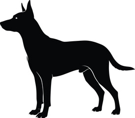 Silhouette of a belgian malinois dog standing alert and watching