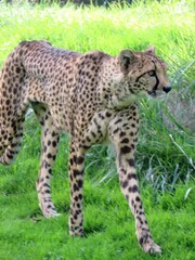 Guépard