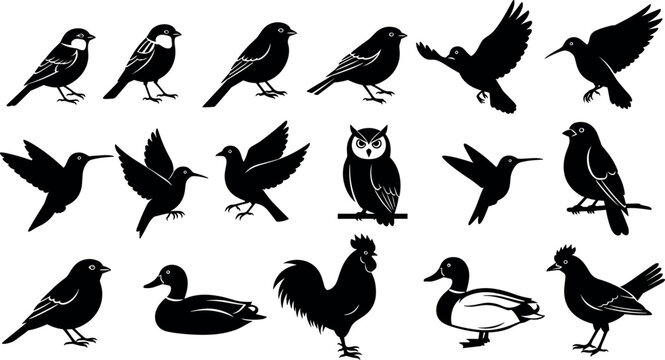 Silhouettes of diverse birds in flight and perched poses including owl, duck, rooster, hummingbird, songbird for nature vector design