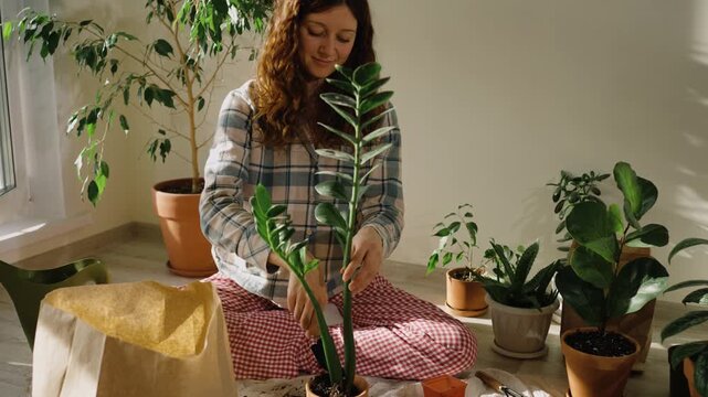 Woman in her sleepwear replanting a zamioculcas plant into a different pot indoors, alongside various other indoor plants, gently adding new soil using a small spade in a bright, sunny room