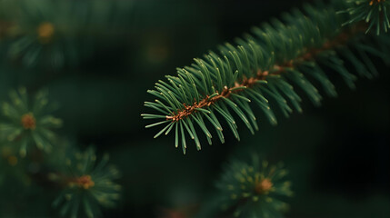 A close up shot of a vibrant green pine tree branch with needles in soft focus view