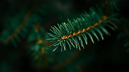 A close up of a pine branch with needles against a dark and blurred green background