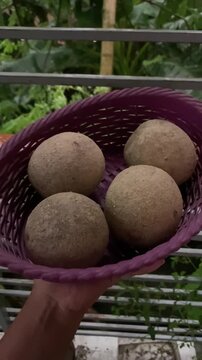 Limonia acidissima. Wood apple, Curd Fruit. Elephant apple, syn. Feronia limonia from Asia in Bima.