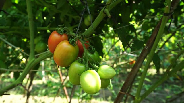 green and red tomatoes in the garden