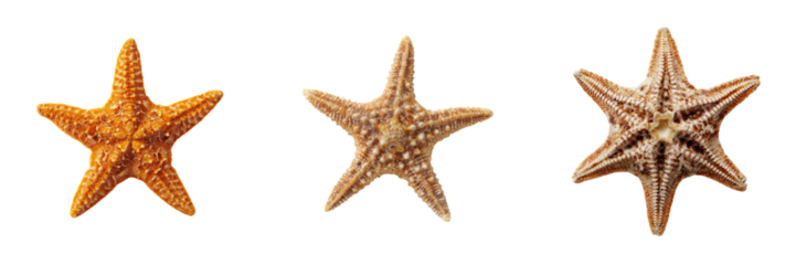Colorful starfish with transparent background ocean wildlife close-up natural environment