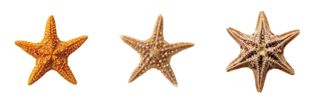 Colorful starfish with transparent background ocean wildlife close-up natural environment