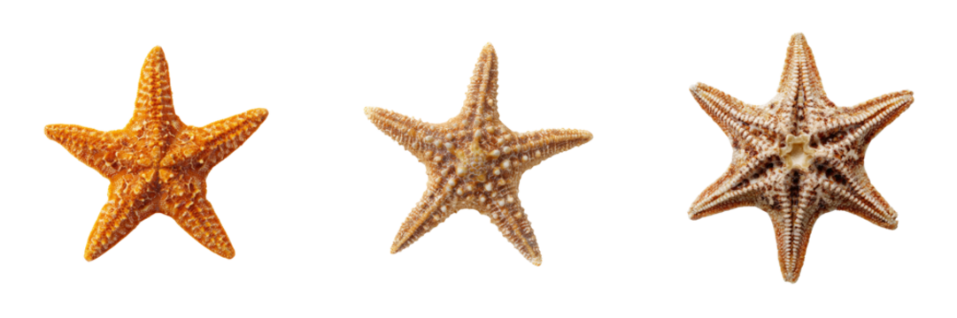 Colorful starfish with transparent background ocean wildlife close-up natural environment - Powered by Adobe