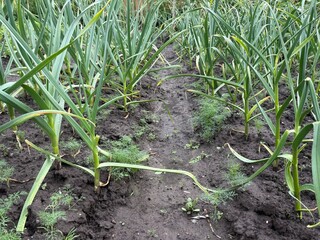 Garlic stalks growing in wet vegetable garden under rain  