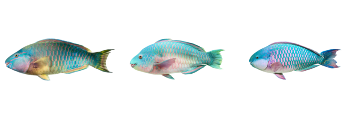 Colorful parrotfish swimming underwater scene marine life transparent background vibrant colors