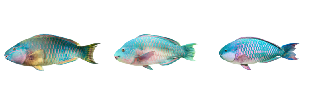 Colorful parrotfish swimming underwater scene marine life transparent background vibrant colors - Powered by Adobe