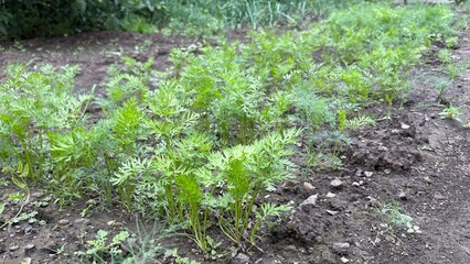 Carrot plants growing in a garden patch in a natural setting  