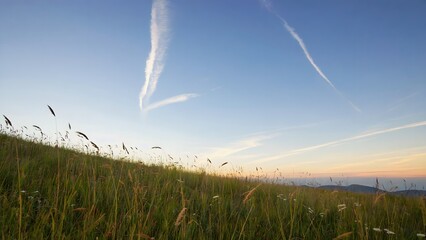 wheat field and blue sky