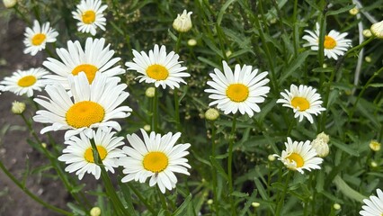 Oxeye daisies blooming in a green field under natural light  