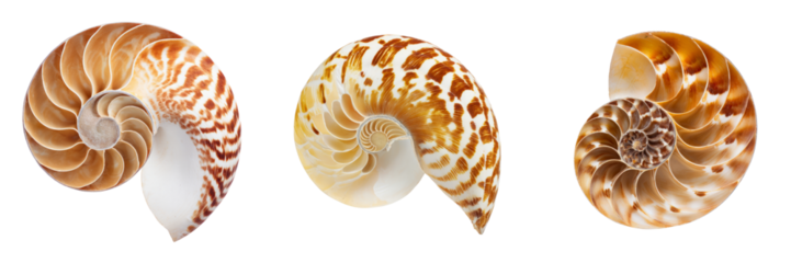 Nautilus shells display transparent background nature photography isolated close-up art