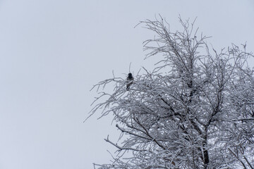 Crow sits on snow-covered branches tree in winter park. Black and grey bird watching wild life of nature on top of tree. Long tail and beautiful wings. White branches of stillness plant after snowfall