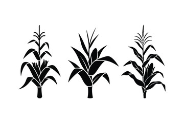 A set of corn stalk plant silhouette vector art illustration