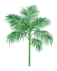 Fototapeta premium PNG Tropical green tree illustration plant leaf.