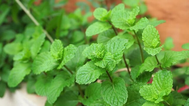 Moving Mint Leaves