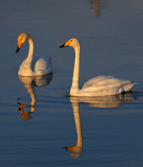 Russia. The South of Western Siberia, the Altai Mountains. A graceful pair of whooping swans in the rays of the sunset spring sky are feeding in a village lake after a difficult flight.