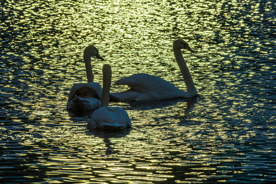 White swans on the water, over Lake Aeolus