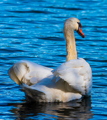 White swan on the water, over Lake Aeolus