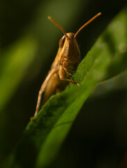 Grasshopper Macro Portraits