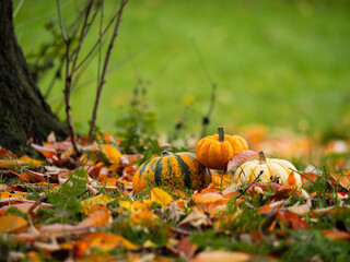 Orange Pumpkin squash in carpet of autumn leaves with tree trunk background