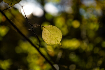 autumn leaves in sunshine in forest