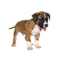 Obraz premium Cute Brindle and White Boxer Mix Puppy Standing - Adorable Pet
