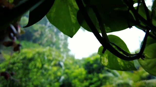 Heavy Tropical Monsoon Rain Falling on Lush Green Plants in a Vibrant Jungle Garden. Golden Pothos Vine Leaf Silhouetted Against a Dense	