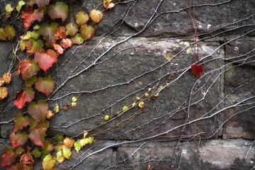 autumn leaves on the stone