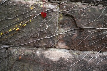 Colorful leaves of wild grapes