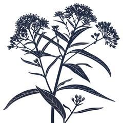asclepias purpurascens vector