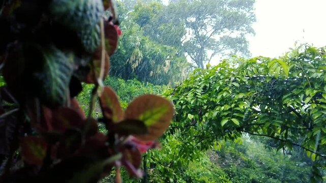 Tropical Rain on Lush Green Foliage: Water Drops and Blurred Rainforest Background