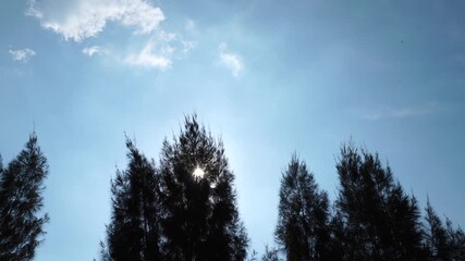 Light in the Pine Forest Sky - Powered by Adobe