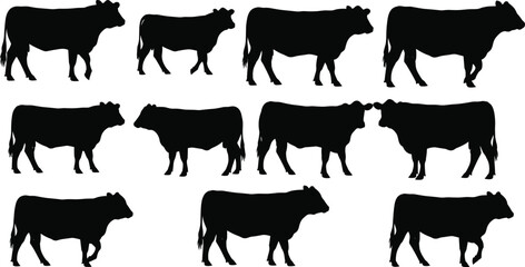 Walking cow silhouettes set, black cattle figures collection, farm livestock vector illustration, rural agriculture animals, isolated on white background design