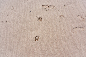 pegadas de animais na areia