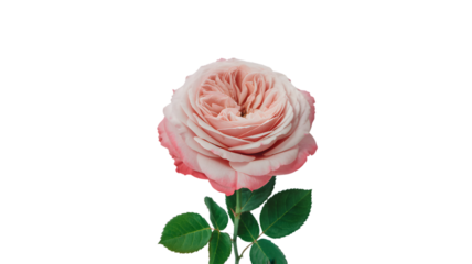 Elegant pink rose blossom with green leaves isolated on transparent background