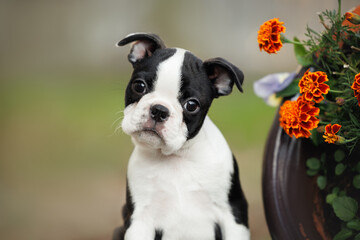 cute boston terrier puppy portrait outdoors