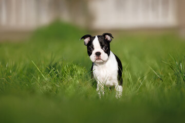 curious boston terrier puppy standing on grass in summer