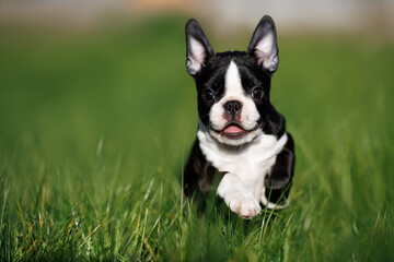 happy boston terrier puppy running on grass, close up