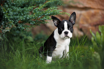 boston terrier puppy sitting outdoors on grass
