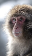 Japanese Snow Monkey Portrait Captures Winter&rsquo;s Beauty With Intense Focused Gaze
