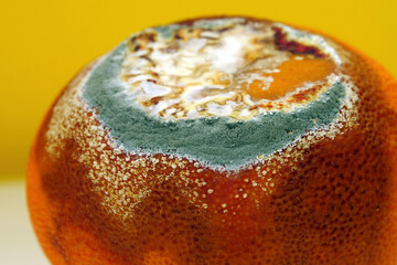 Overripe and rotten mandarin. Rotten tangerine covered with mold